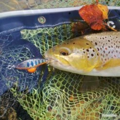 Leurre Sakura Phoxy Spybait 35 S 35mm 4.4g Real Life Spawing Vairon -Pêche Sportive-SAKURA 00008 Leurre Sakura Phoxy Spybait 35 S 35mm 4.4g Real Life Spawing Vairon